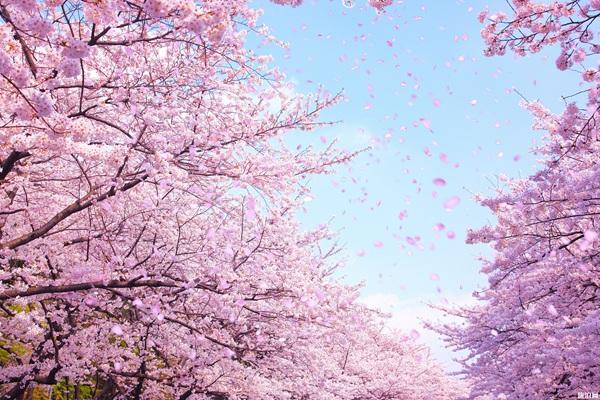 2022北海道樱花季观赏地点推荐 北海道有哪些旅游景点