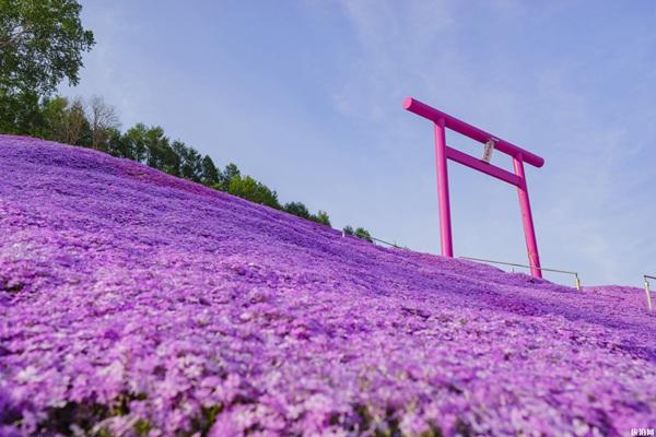 2022北海道樱花季观赏地点推荐 北海道有哪些旅游景点