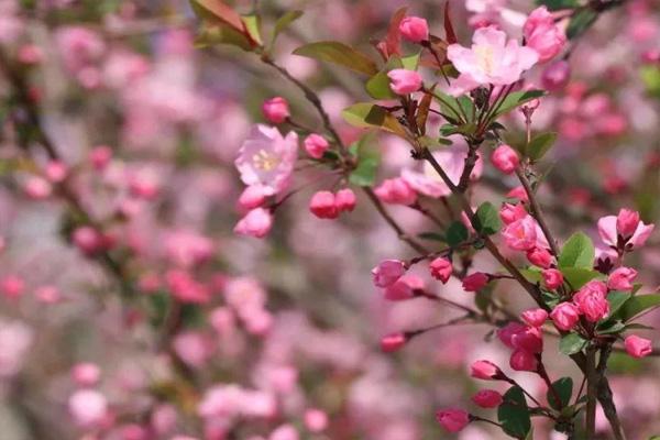 2022温州赏樱花的地方 温州赏樱花好去处推荐