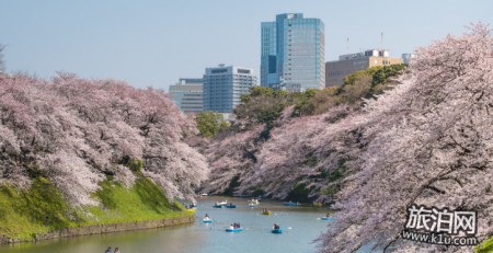 東京的櫻花什么時候開2022 東京看櫻花的地方推薦