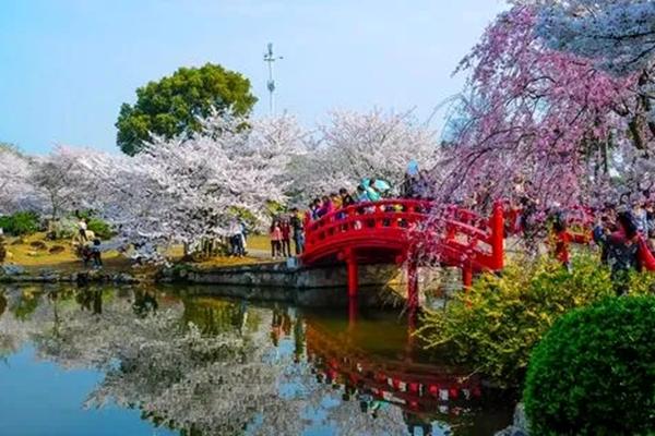 2022武汉赏樱花最佳地点线路