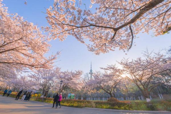 2022青島中山公園櫻花幾月份開 在哪個(gè)門