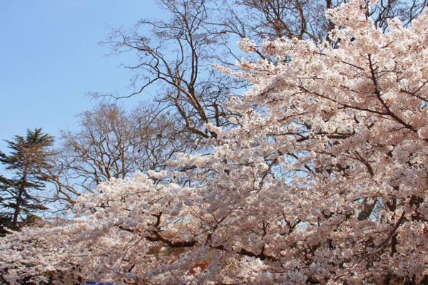 2022青島中山公園櫻花幾月份開 在哪個(gè)門