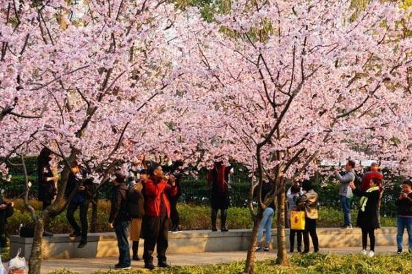 2022重庆渝北春季赏花去哪里