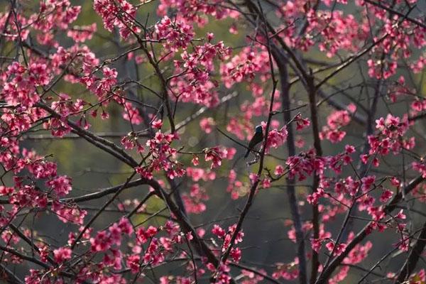 2022深圳周边赏樱花的地方 最佳观赏地点及时间