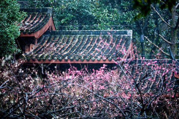 2022杭州超山风景区门票价格一览 附梅花开放时间
