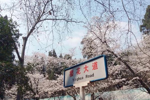 去武汉大学看樱花要门票吗