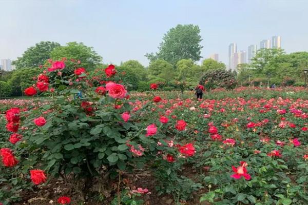 深圳香蜜湖公园玫瑰花开了吗2022