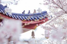 2022武漢看櫻花最佳時間介紹 附熱門看櫻花的景點