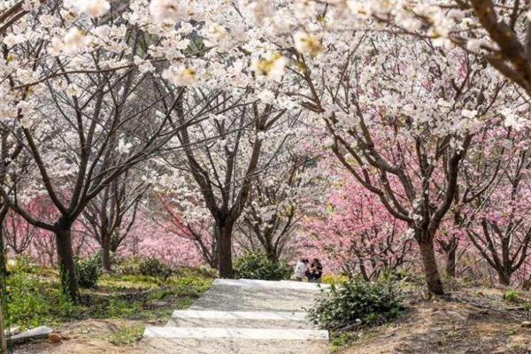 2022杭州樱花园樱花开了吗 附游玩指南