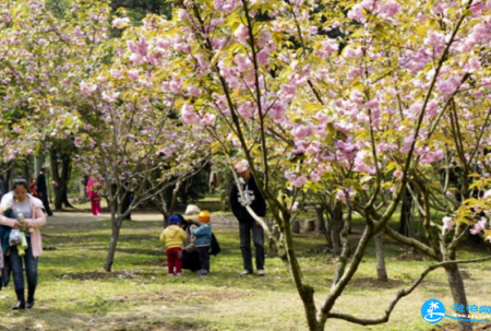 2022武汉哪些地方可以看樱花 武汉可以看樱花的地方有哪些