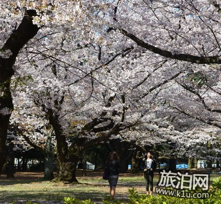 东京的樱花什么时候开2022 东京看樱花的地方推荐