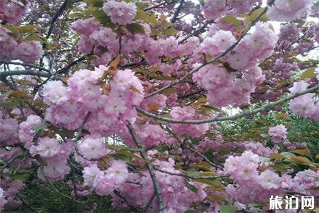 2022重庆南山植物园樱花开了吗