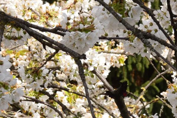 贵州樱花景点在哪里 贵州赏花景点有哪些地方