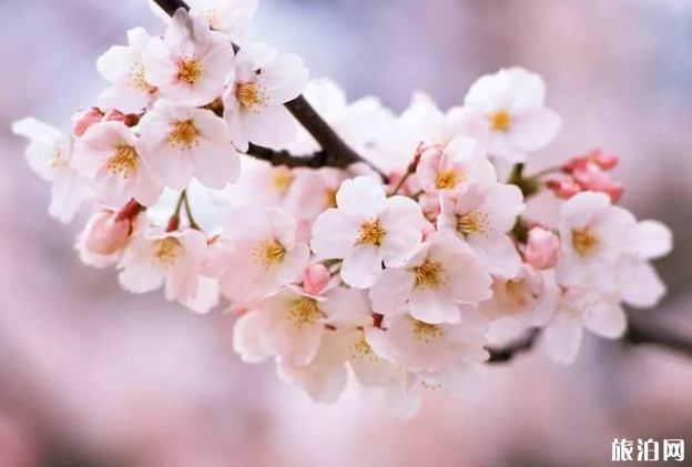 中国樱花季是什么时候 2022国内有哪些有樱花的地方