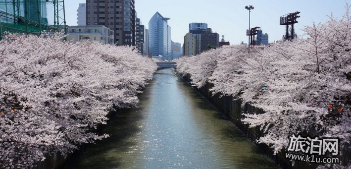 东京的樱花什么时候开2022 东京看樱花的地方推荐