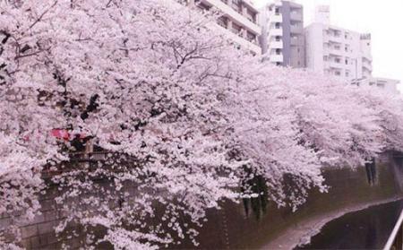 2022武汉大学哪里有樱花 武汉大学有樱花的地方在哪里