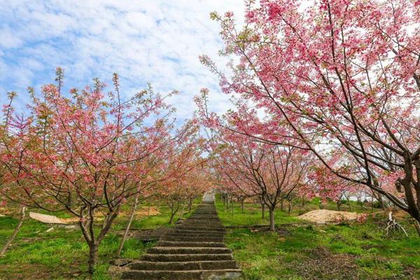 2022杭州樱花园樱花开了吗 附交通指南