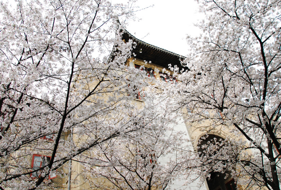 2022武汉大学哪里有樱花 武汉大学有樱花的地方在哪里