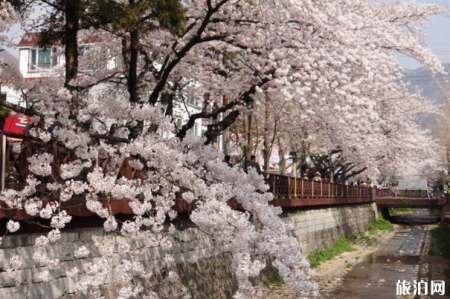 韩国去哪看樱花 韩国樱花观赏地推荐