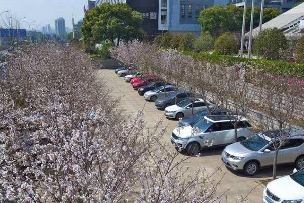 2022武汉大学樱花大道从哪个门进?怎么停车?