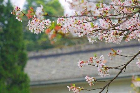 武汉樱花哪里最好看 武汉樱花什么时候看最好