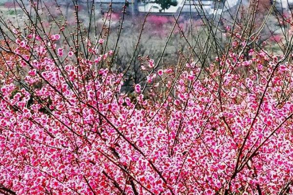 2022花果山风景区春季最佳赏花时间