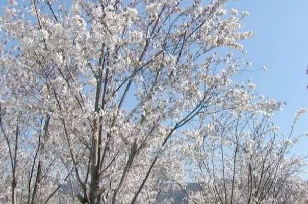 2022花果山风景区春季最佳赏花时间