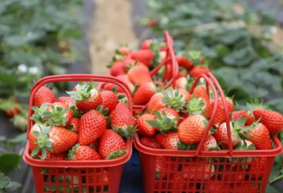 上海采摘草莓的地方 2022上海各区采摘地图