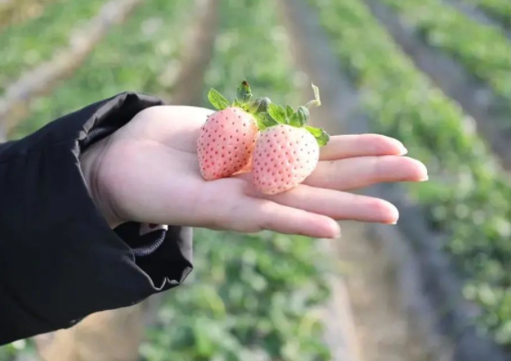 上海采摘草莓的地方 2022上海各区采摘地图