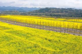 2022重庆广阳岛油菜花节门票价格及开放时间 附赏花攻略