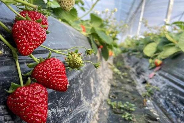 2022上海嘉定草莓采摘园在哪里
