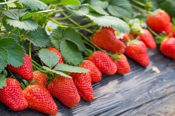 2022上海嘉定草莓采摘园在哪里