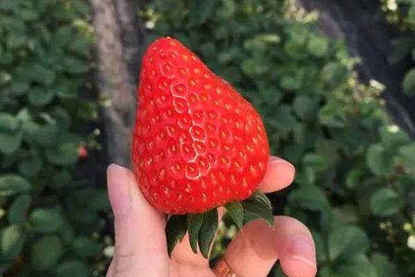 上海摘草莓攻略最新2022 上海嘉定区区草莓园地址一览