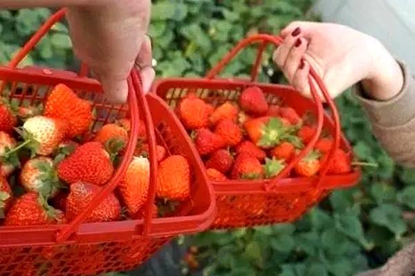 上海摘草莓攻略最新2022 上海嘉定区区草莓园地址一览