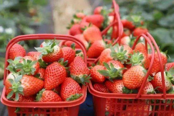 2022上海哪里有摘草莓的地方及最佳时节