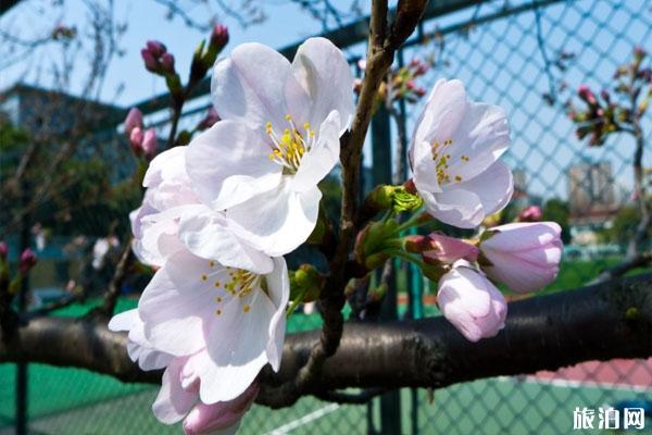 郑州哪里可以赏樱花?附赏樱地点和交通信息