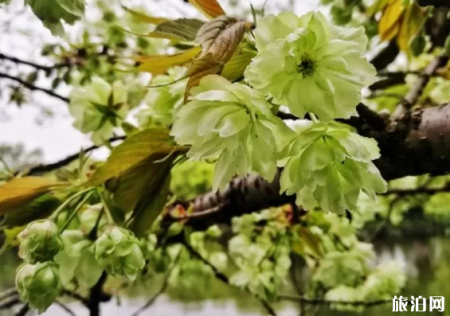 杭州绿樱花什么时候开放