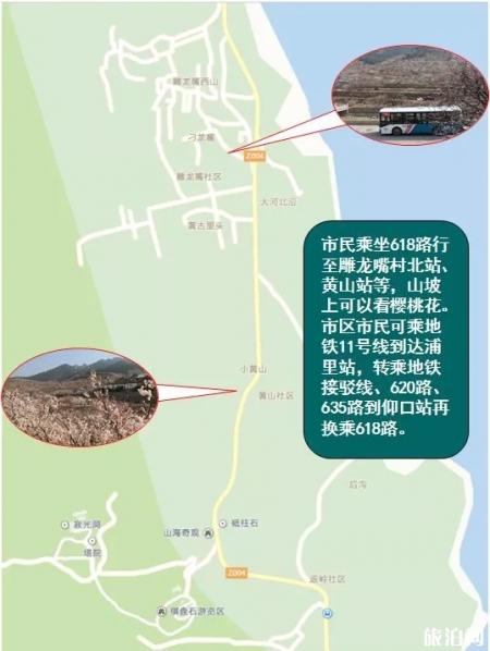 2022青岛樱花观赏乘车路线推荐 这些路线终点到处都是樱花