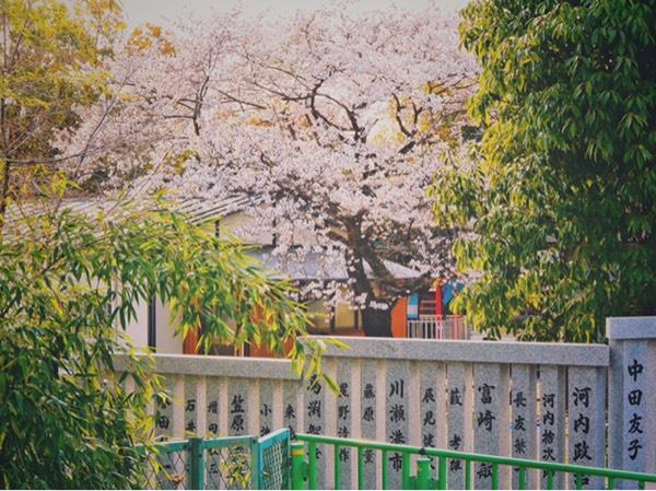 日本赏樱花最佳地点