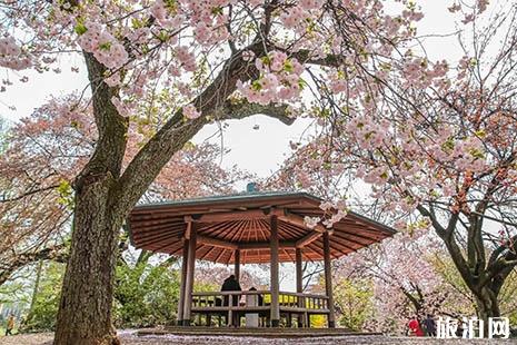 2022日本东京哪些地方可以看到樱花