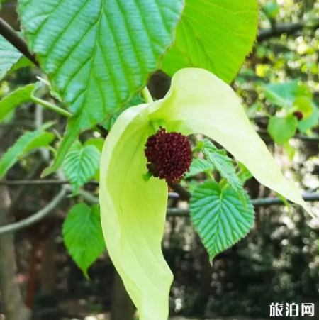 杭州绿樱花什么时候开放