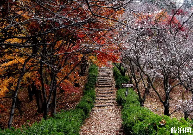 2022日本秋季樱花盛开时间及景点推荐