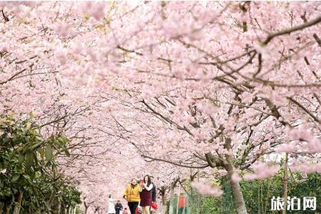 重庆周边赏樱花的地方