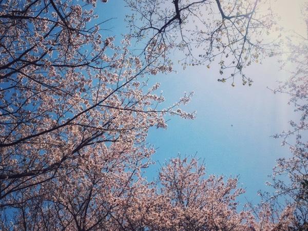 日本赏樱花最佳地点