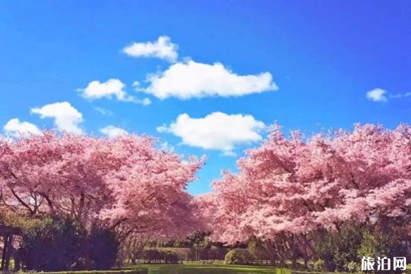 2022日本秋季樱花盛开时间及景点推荐