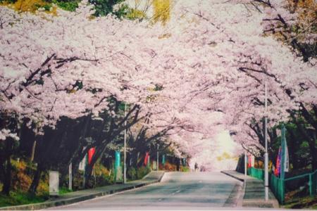 日本賞櫻花最佳地點