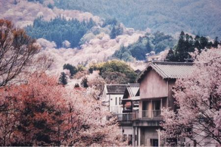 日本賞櫻花最佳地點