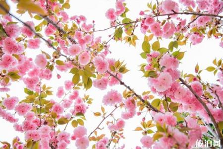 日本樱花季酒店怎么选择 日本酒店如何预定
