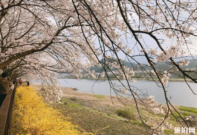 韩国看樱花的地方有哪些